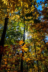 Blue Ridge Parkway Fall