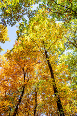 Blue Ridge Parkway Fall