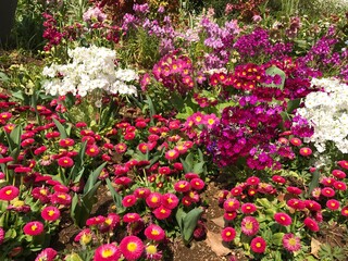 red flowers in the garden