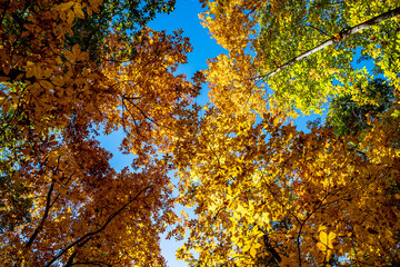 Blue Ridge Parkway Fall