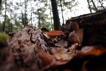 leaves inside of log
