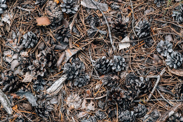 Abstract gray forest background. Natural organic background