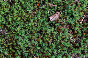 Green leaves pattern and forest background. Natural organic background