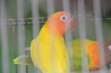 parrot in cage