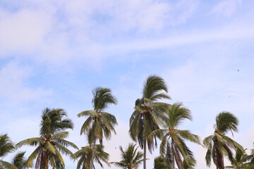 Fototapeta na wymiar Blue sky, tropical vibes. Palms moving to a windy style.