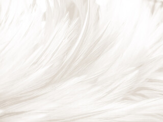 Beautiful abstract gray feathers on white background and soft white feather texture on white pattern and brown background, white texture, love theme, valentines day