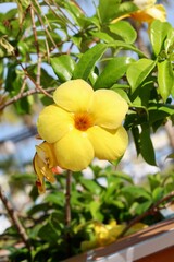 Obraz premium yellow flowers