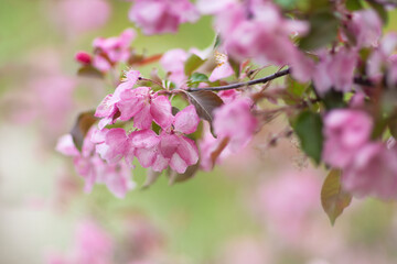 Blooming apple tree branch.