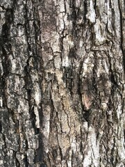 close up dry bark tree texture