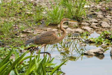 the closeup image of purple heron (Ardea purpurea) juvenile in Jurong Lake Gardens Singapore. 
It is a wide-ranging species of wading bird in the heron family, Ardeidae. 