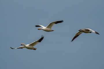 Fototapeta na wymiar close up of three beautiful snow geese flew overhead under overcast sky