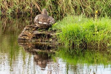 Obraz premium one female duck resting a tree trunk floating on the waterway filled with green grasses in the marshland