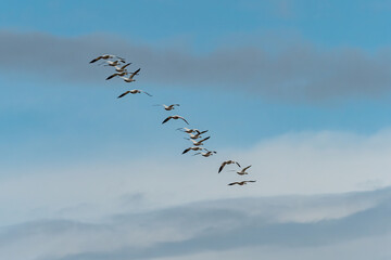 a flock of snow geese flew over under the cloudy sky on a elevated horizontal line formation