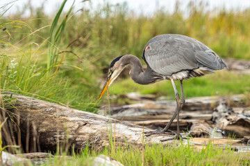 close up of one great blue heron standing still patiently by the waterway on the marshland waiting for any fish to swim by