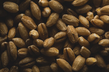 Obraz premium Pearl Barley macro close up