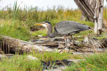 Obraz premium one great blue heron standing on the driftwood laying on the marshland just swallowed its meal