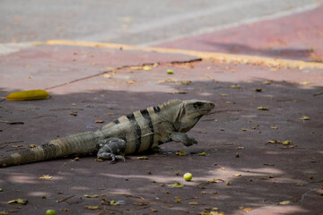 Iguanas.
