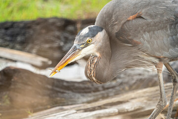 close up of one great blue heron standing still patiently by the waterway on the marshland waiting for any fish to swim by