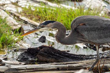 close up of one great blue heron standing still patiently by the waterway on the marshland waiting for any fish to swim by