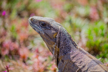 Iguanas.