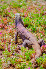 Iguanas.