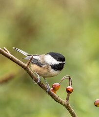 close up of one Black-capped Chickadee resting on thin branch with few tiny red berries with isolated green background