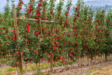 red ripe apples growing in the garden on the trees