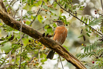 portrait of one american robin bird resting on the tree branch surrounded by green leaves and tiny red berries