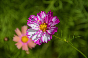 Obraz premium 白い花びらにピンクの縁取りがある八重咲きのコスモス