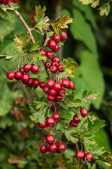 a branch covered in green leaves on the bush filled with tiny red berries