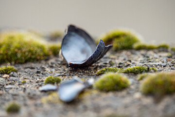 close up of some broken seashells scatter on green mosses covered ground