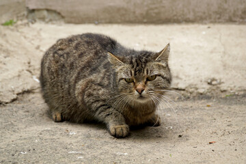 Obraz premium Portrait of a gray tabby cat with a contemptuous look.