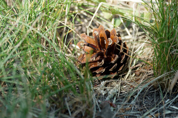 A cone fell from a pine tree and lies in the grass.