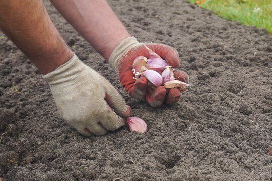Manual planting of garlic in the garden. Autumn gardening.