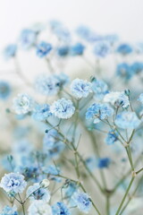 Blue gypsophila flowers or baby's breath flowers close up on white background selective focus.Macro flowers texture. Poster
