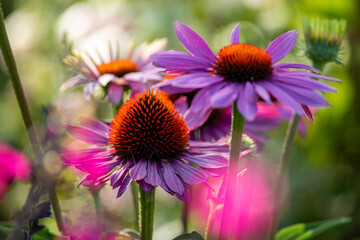 Obraz premium Echinacea flower cluster with bokeh