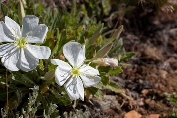 White axillary inflorescences of Fragrant Evening Primrose, Oenothera Cespitosa, Onagraceae, native herbaceous perennial in Baldwin Lake Reserve, San Bernardino Mountains, Transverse Ranges, Summer.