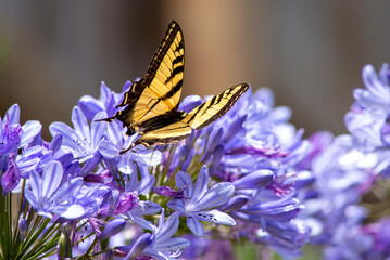 Butterfly on Agapanthus flowers