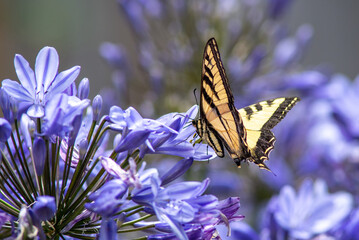 Butterfly on Agapanthus flowers