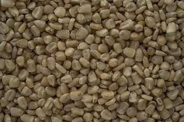Mexican White Corn macro close up,