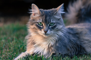 Naklejka na ściany i meble Young cat with green eyes on grass outdoor