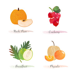 Organic nature healthy food fruit nashi pear cowberry breadfruit physalis