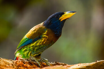 Great Barbet, Birds of Himalaya
