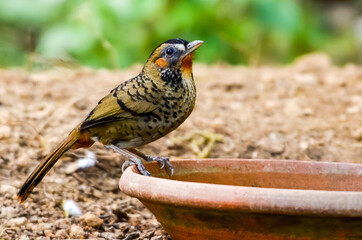 Rufous chinned laughingthrush, Birds of Himalaya