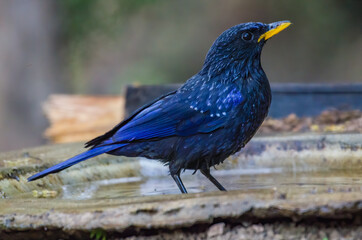 Blue whistling thrush in its surrounding