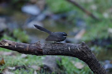 White-throated Fantail sitting on a branch of forest tree in Sattala India.