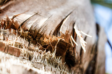 Closeup of palm tree bark