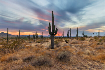 Arizona Cactus field during the sunset