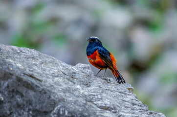 White-capped Redstart bird perched ont he rock