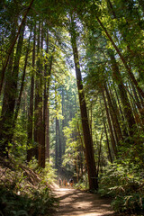 Tres Sendas, California